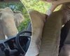 Слон разгромил авто с туристами, чтобы забрать чипсы и картошку фри (видео)