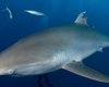 Супергерои в океане: акула впервые заново отрастила спинной плавник (фото)