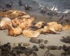 Массовая гибель тюленей и морских львов в Уругвае: ученые назвали виновника