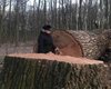 У Голосіївському парку Києва невідомі знищили вікові дуби (фото)