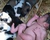 В Индии бродячая собака и ее щенки спасли жизнь новорожденной девочке (фото)