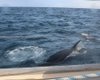 30 косаток атаковали яхту с британским экипажем на борту (видео)