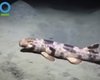Неизвестный вид акул застукали за пешими прогулками по морскому дну