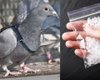 Несут крошечные "рюкзачки": в Канаде заключенные используют птиц для доставки наркотиков