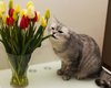 Букет тюльпанов может убить вашего кота: чем опасны весенние цветы