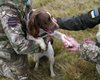 Способ противостоять ДРГ: боец ВСУ рассказал о собаках, спасших сотни военных