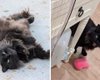 Приносит "подарки": кот стал опорой для хозяйки после тяжелого расставания (фото)