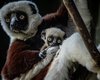 Судьба исчезающего вида находится в руках 120-граммового существа: родился редкий лемур (видео)