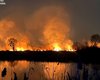 В Киеве произошел пожар на Осокорках: загорелись три гектара травы и камыша (фото, видео)