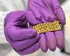 Минимальная вероятность: турист нашел золотой артефакт под поваленным деревом (фото)