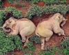 Дикие слоны забрели в деревню в Китае, выпили все вино и уснули