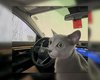 Кот впервые оказался на автомойке: реакция животного стала вирусным мемом (видео)