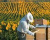 Украина занимает первое место в Европе и пятое в мире по производству меда