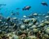 Самое впечатляющее природное зрелище под водой: тысячи рыб собрались вместе в полнолуние