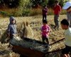 Избалованных китайских детей отправляют кормить свиней, чтобы они "учились ценить семью"