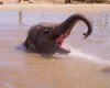 У басейні як вдома: кадри з купанням слонів у спеку викликали захоплення в мережі