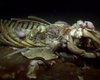 Падение кита: даже после смерти морские гиганты продолжают "жить" десятилетиями (фото)