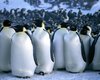 Ученые выяснили как пингвины греются в толпе
