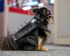 Канадские ветеринары придумали защитные костюмы с шипами для маленьких собачек