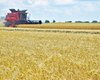 "Астарта" розкрила особливості жнив у 2023 році
