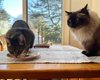 Кошка лазит по столу: как отучить животное от этого