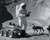 Китайскую базу на Луне будут охранять необычные собаки: они смогут общаться с людьми