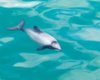 Самый крохотный дельфин в мире может погружаться на 120 м: таких акробатических трюков не ожидали