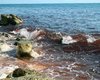 Море возле Севастополя покраснело