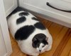 Самый толстый кот в мире нашел новую семью и сел на диету (видео)