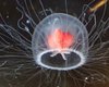 Вечная жизнь совсем близко. Секрет бессмертия спрятан в генах крохотной медузы