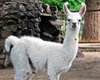 Столичный зоопарк переименовал ламу Белку в Снежану