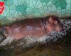 В киевском зоопарке появился новый бегемот