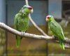 Стали менее одинокими. Ученые выяснили, что попугаям нравятся отношения на расстоянии