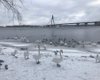 В киевском парке "Наталка" десятки лебедей облюбовали Днепр и не улетают в теплые края (фото)