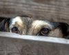 В Украине впервые арестовали человека за жестокое обращение с животными