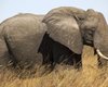Слонов Ботсваны могут отправить на корм