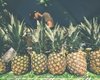 В Испании покупатели ищут любовь с помощью ананасов в супермаркетах (фото)