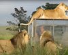 В африканском заповеднике львы приходят посмотреть на людей в клетках (видео)