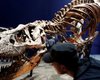 Не только T.rex. Ученые выяснили, что по Земле ходили целых три вида тираннозавров
