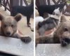 Мужчина кормил своих собак, когда заметил неожиданного "нахлебника" среди них (видео)