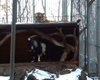 В российском зоопарке тигр подружился с козлом, отданным на съедение