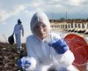 Заражені туші на окупованій Херсонщині: лікарі пояснили, чи загрожує Україні епідемія сибірки