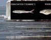 Что-то странное происходит в темных и глубоких водах озера: водоем кишит зомби-рыбами (видео)