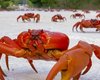 Времени лишь до рассвета: что заставляет миллионы красных крабов мчатся через весь остров к океану