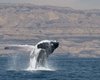 Найдены самые необычные горбатые киты в мире: живут в Аравийском море и поют уникальную песню