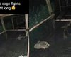 Повний хаос: дитинчат єнотів зняли на відео, коли вони билися між собою (відео)