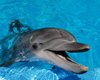 Дельфины тоже страдают от болезни Альцгеймера, - ученые