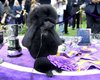 Впервые за много лет: черный пудель стал главной собакой США, победив на старейшей в мире выставке