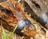 Самый крохотный крокодил в мире оказался и самым странным: кожа настолько тонка, что светится