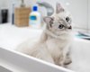 Люди моют своих котов неправильно, делая одну ошибку: как часто нужно их купать